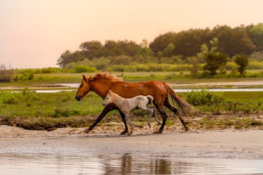 Wild ponies on the beach at nearby Assateague Island